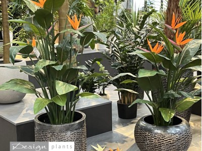Kunstplanten van Designplants - Exclusief bij De Groot Decoraties Kunstplanten van Designplants - Exclusief bij De Groot Decoraties