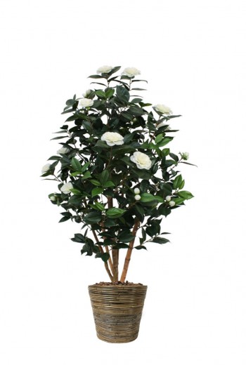 Camelia Japonica creme