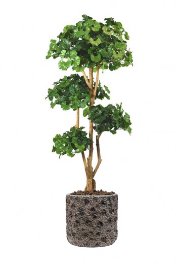 Ginko Bonsai deluxe kunstboom 170cm