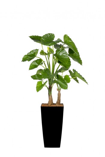 Kunst Alocasia Calidora