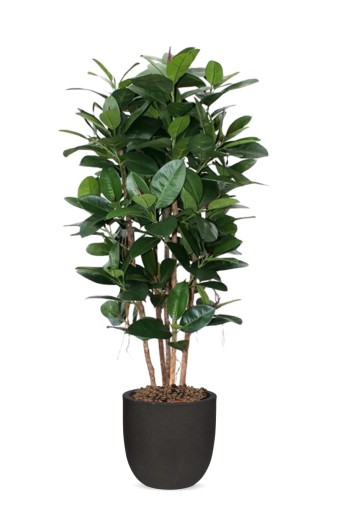 Philodendron Kolom kunstplant 155cm