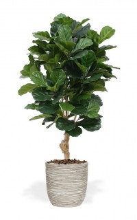 Kunst Ficus Lyrata de Luxe