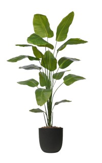 Strelitzia Nicolai kunstplant Strelitzia Nicolai kunstplant