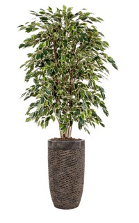 Kunstplant Ficus Exotica bont Kunstplant Ficus Exotica bont