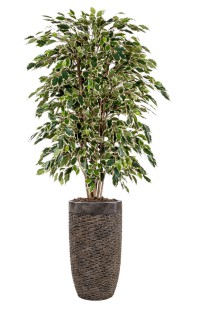 Kunstplant Ficus Exotica bont