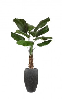 Licuala kunstpalm 140cm Licuala kunstpalm 140cm