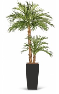 kunstpalm Areca tweestammig