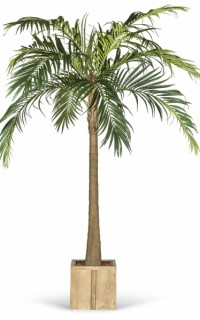 Kunstpalm Majesty x10 Kunstpalm Majesty x10